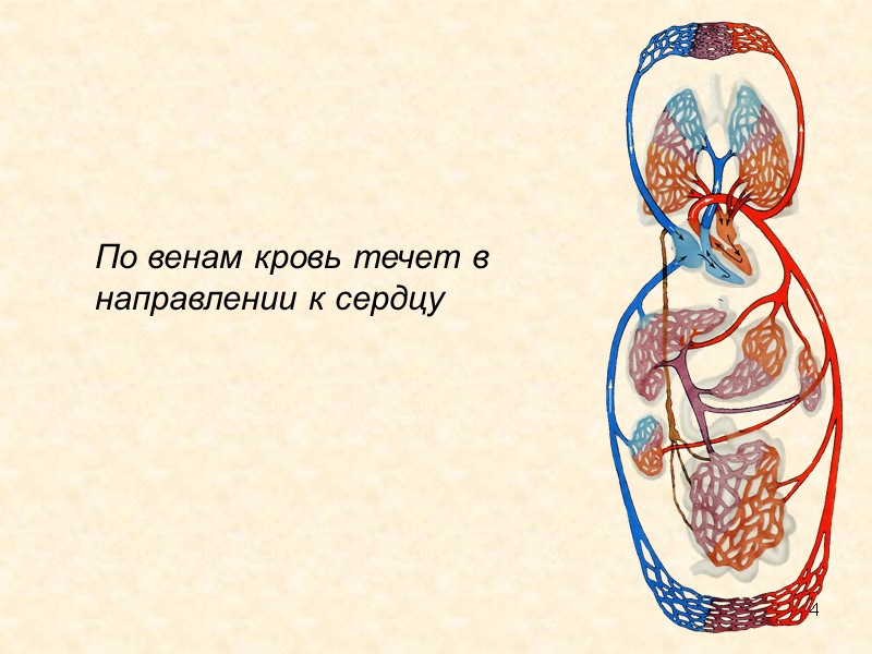 4 По венам кровь течет в направлении к сердцу